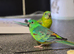 Parakeet