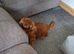 Health tested parents of beautiful cavapoos