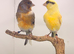 Harlequin canary pair