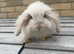 Mini lion lop