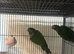 Pair of Black-Capped Conures