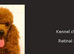 Health tested cavapoo