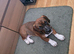 Puppy Basset cross