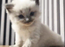 Ragdoll kittens