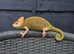 CHAMELEONS