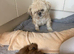 Shihtzu
