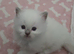 Blue point ragdolls