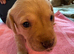 Gorgeous fox red/ black kc registered Labrador puppies