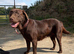 Quality KC Reg Chocolate Labrador Retriever