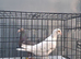 Almond Breeder Pigeon Pair