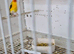 Yellow siberian goldfinche cock