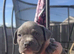 Frenchy x American pocket bully
