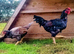Pair Indian (also called) Cornish Game LARGE FOWL