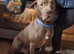 Lab/french