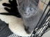 Maine coon kittens