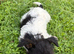 Beautiful  biewer terrier puppy