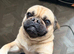 Beautiful frug needing a new home