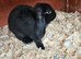 Mini lop x american blue