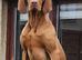 Hungarian Wirehaired Vizsla Puppies