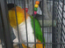 I think hes a double headed amazon