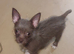 Beautiful chihuahua puppies