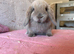 Pure mini lop
