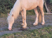Perllino Gelding