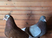 Birmigham Roller Breeding Pair
