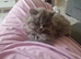Two beautiful kittens