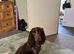 Sprocker puppies litter of 9 5 girls 4 boys