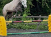 Gorgeous grey roan 14.2 full reg Connemara Mare 3 yrs old