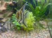 Pair of adult angelfish