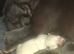 Loving Forever home needed for Narla