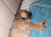 Mix breed puppies