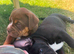 Bulldog X collie puppy