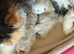 TICA registered bicolour point Persian kittens