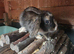 8 week female lop and set up