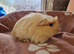 Coronet baby girl guinea pigs