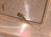 axolotl babies