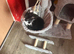 Tabby male kitten