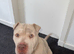 1YEAR OLD MALE REHOMING
