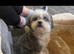 Shihtzu girl 2 years