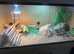 Bearded dragon male + Viv + accessories