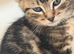 Beautiful Kittens for Sale