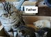 Bsh. Silver classic tabby ,stud cat for sale on the August.