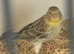 Stunning yellow opal canary