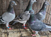 Racing pigeons for sale
