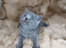 Beautiful British shorthairs
