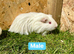 Young Guinea pigs