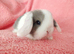 Baby mini lops for sale
